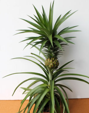 Hogyan növekszik ananász otthon felülről otthon, milyen a növény
