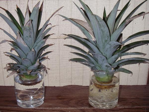 Hogyan növekszik ananász otthon - egzotikus az ablakon, mint egy kert