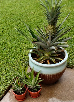 Hogyan növekszik ananász otthon - egzotikus az ablakon, mint egy kert