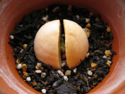 Hogyan növekszik az avokádó egy kő otthon, szeretem a kertben