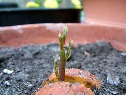 Hogyan növekszik az avokádó egy kő otthon, szeretem a kertben
