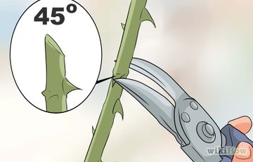 Hogyan nő bambusz