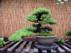 Hogyan növekszik bonsai boróka otthon