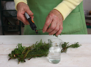 Hogyan növekszik bonsai boróka otthon