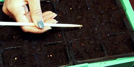 Hogyan növekszik palánták ültetése padlizsán dátumok, ápolási otthon