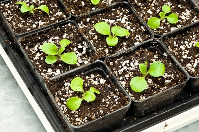 Hogyan növekszik palánták petúnia magot - könnyű és egyszerű, mint a kertben