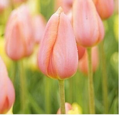 Hogyan növekszik tulipán a tavaszi ültetés tulipánt az országban titkok és trükkök, szórakoztató urozhaynik