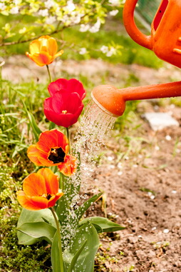 Hogyan növekszik tulipán a tavaszi ültetés tulipánt az országban titkok és trükkök, szórakoztató urozhaynik
