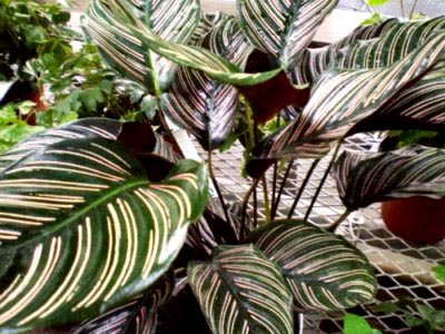 Calathea virág ápolási otthon átadása és reprodukciós