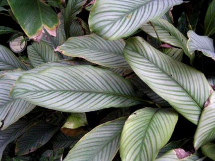 Calathea virág ápolási otthon átadása és reprodukciós