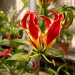 Calathea virág ápolási otthon átadása és reprodukciós