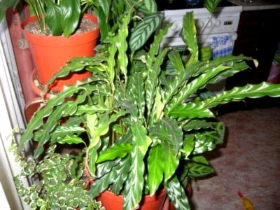 Calathea virág ápolási otthon átadása és reprodukciós