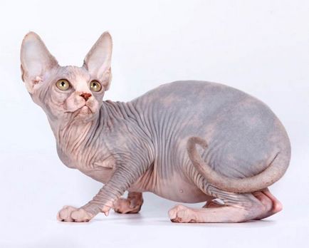 Szfinx macska fotók, árak, fajta leírás, karakter, videó, óvodák - murkote macskákról és