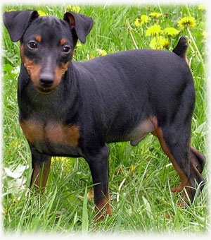 Miniature Pinscher - fénykép, gondoskodás, képességgel, rövid leírását