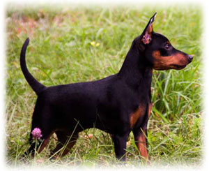 Miniature Pinscher - fénykép, gondoskodás, képességgel, rövid leírását