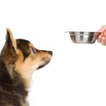 Burgonya kutyák - főleg rajz kisállat étrend