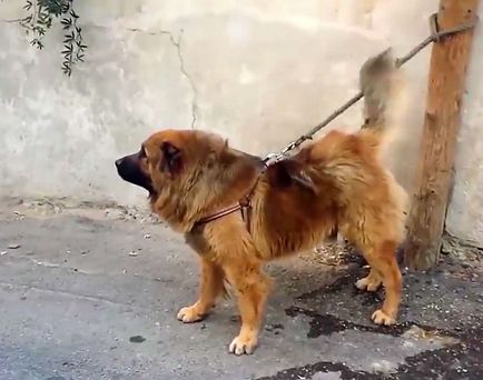 Kaukázusi juhászkutya ellen Alabai, kutya küzd képek és videó
