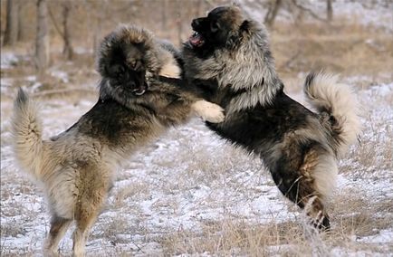 Kaukázusi juhászkutya ellen Alabai, kutya küzd képek és videó