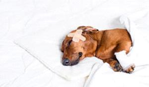 Miért álom egy sebesült kutyát