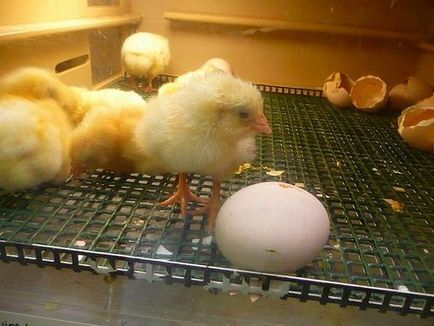 Mikor és mennyi tseplyata kelnek ki a tojásból az inkubátorban fotó és videó használati