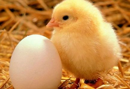 Mikor és mennyi tseplyata kelnek ki a tojásból az inkubátorban fotó és videó használati