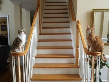 Amikor a ház két macska