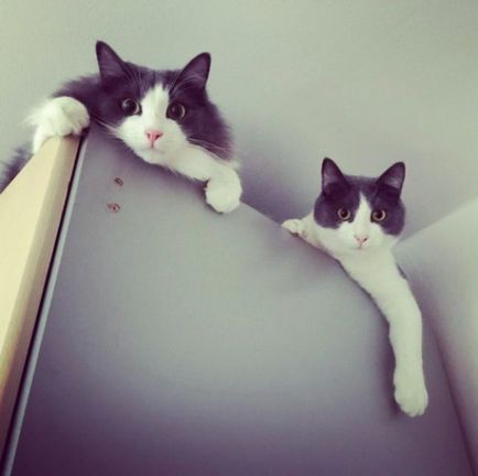 Amikor a ház két macska