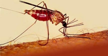 A szúnyogok Thaiföldön amelyek hordozhatják a betegségeket, hogyan védheti meg magát