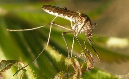 A szúnyogok Thaiföldön amelyek hordozhatják a betegségeket, hogyan védheti meg magát