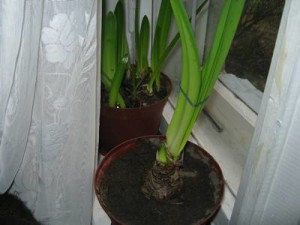 Beltéri virág gippeastrum, szaporodás és otthoni gondozást, miért nem virágzik Hippeastrum