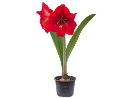 Beltéri virág gippeastrum, szaporodás és otthoni gondozást, miért nem virágzik Hippeastrum