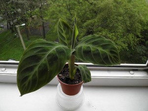 Virág terem Calathea - gondozás, szaporítás és az átültetést otthon, fajta, típusú és