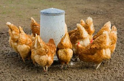 Etetés tojótyúkok otthon amit a takarmány, hogyan kell etetni, takarmány összetétele, a takarmányozási