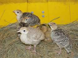 Etetés fiatal csirke, liba, kacsa, pulyka