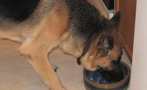 Etetés egy német juhász kölyök és felnőtt kutya diéta „hogy mancs”