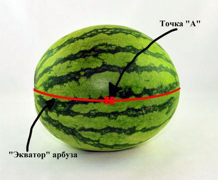 Basket görögdinnye (tapasztal tapasztalatlan Carver), maga