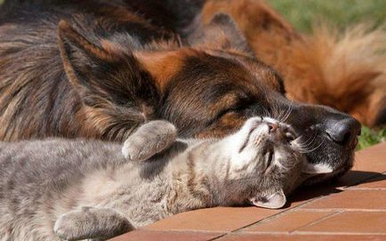 Macska és kutya állat békés együttélés az azonos lakás