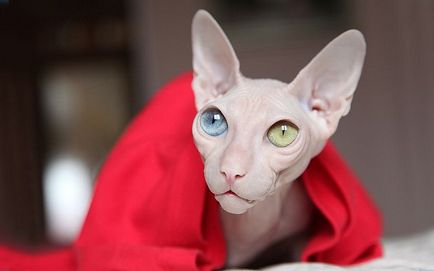 Cat Szfinx történet, különösen érdekel