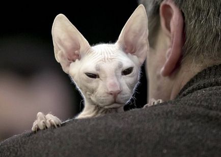 Cat Szfinx történet, különösen érdekel