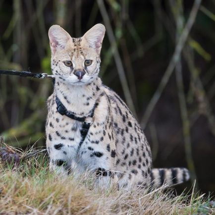 safari macska - az összes hibrid szikla safari