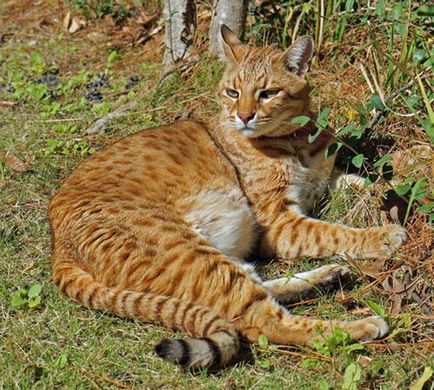 safari macska - az összes hibrid szikla safari