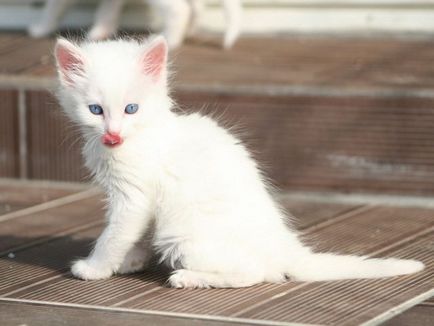 Cat Török angóra - fajta leírás, természet, tartalom és az ár