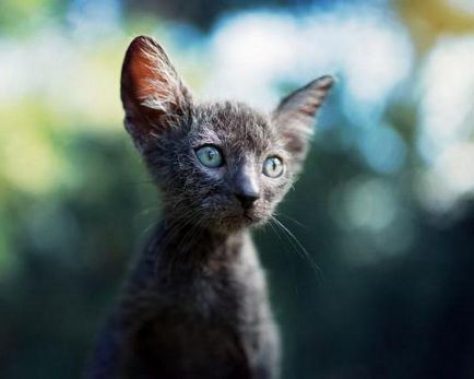 Cat-váltókar - egy új fajta leírás, fotók