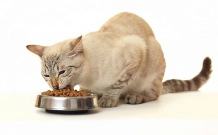 Cat Hányás étkezés után emésztetlen táplálék lehetséges okok és kezelés