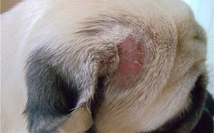 Bőrbetegségek kutyák fotó, tünetek, kezelés