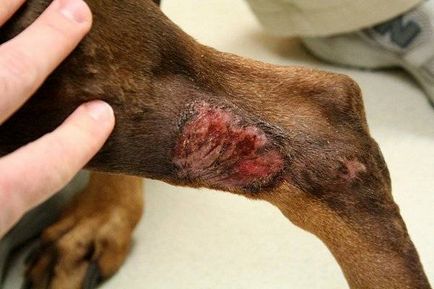 Bőrbetegségek kutyák fotó, tünetek, kezelés
