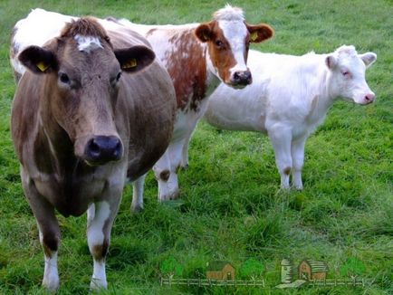 Gyönyörű tehenek becenevek, hogy hívja a tehenek, és a nevek ábécésorrendben