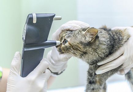 Órás Veterinary Clinic Zoovet