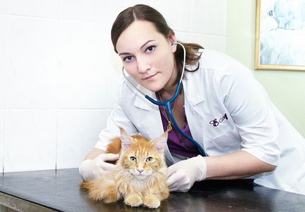 Órás Veterinary Clinic Zoovet