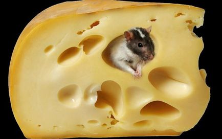 Hol vannak a lyukak svájci sajt